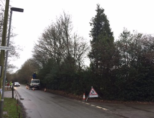 Tree Work, Near Northchurch